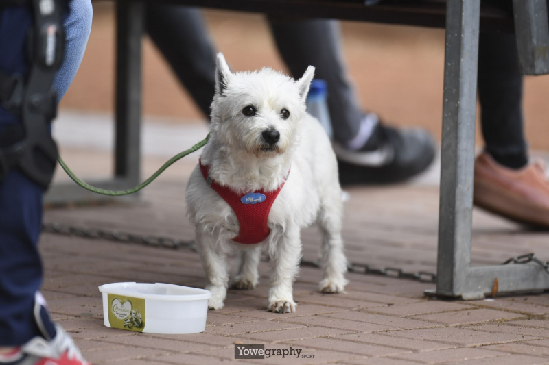 200830_Jonas_Wenzel_Yowe_01