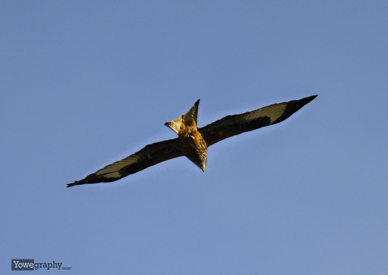 14_Yowegraphy_Jonas_Wenzel_250309_YZ92120