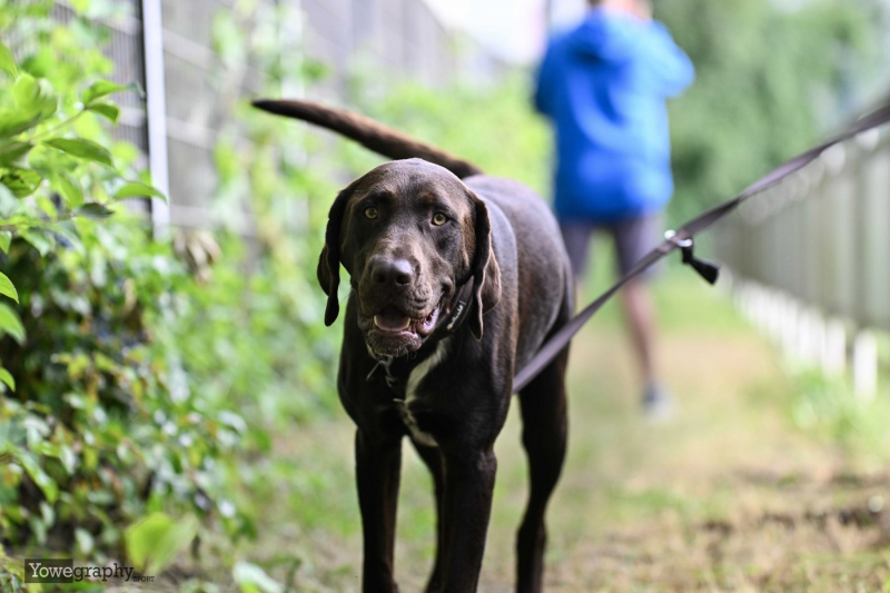 Hünfelder SV - SG Barockstadt: Hund Kalle Stadler