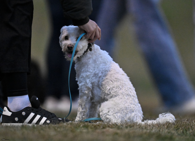 SC Motten - SV Hofbieber II: Hund