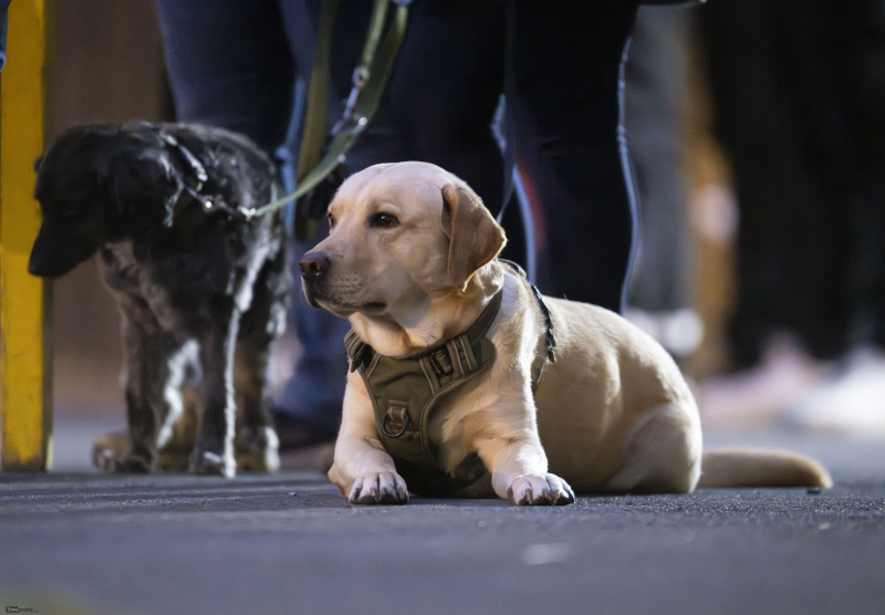 SC Motten - SV Hofbieber II: Hund Lenni