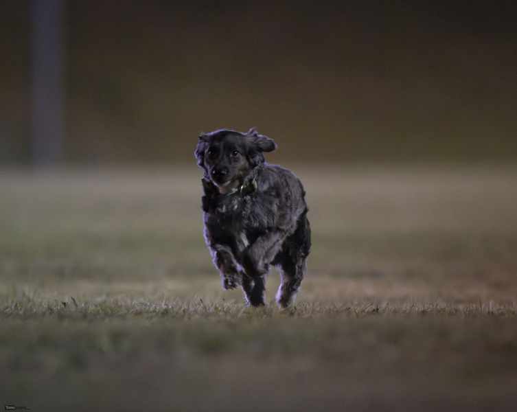 SC Motten - SV Hofbieber II: Hund Smartie