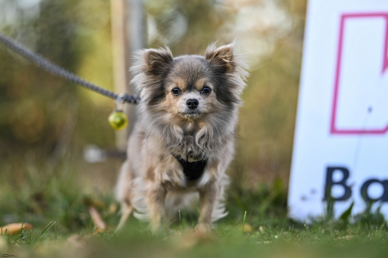TSV Künzell - ESV Hönebach: Hund von Tochter von Maikranz