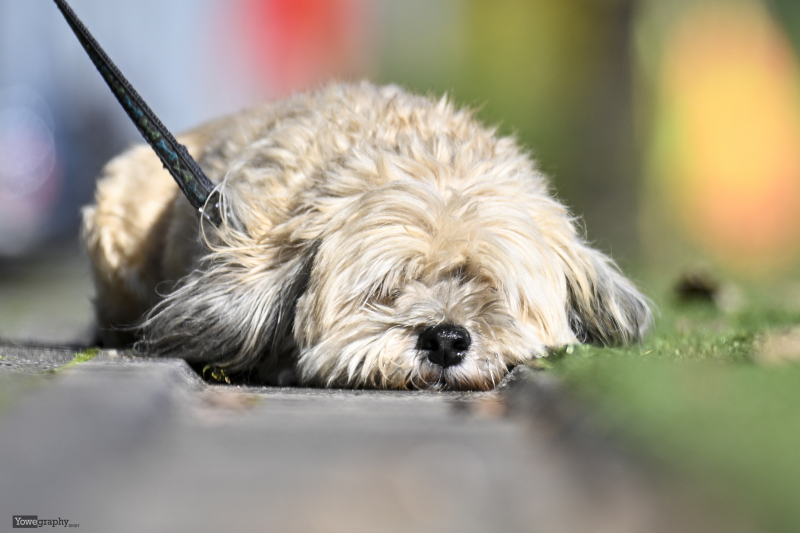 TSV Künzell - SV Hofbieber: Hund von Fabio Diegelmann
