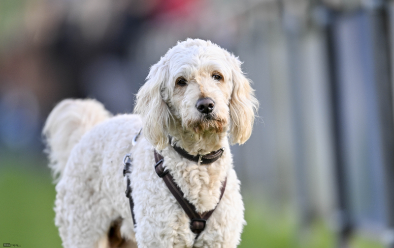 58_Yowegraphy_Jonas_Wenzel_251116_YZ96130