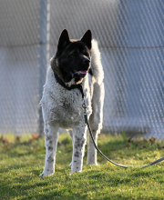 SC Borussia Fulda - SG Sickels: