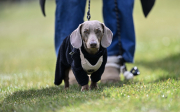 TSV Dalherda - SG Kerzell II Löschenrod II: Hund