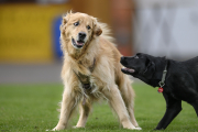SV Großenlüder - SG Elters Eckwb Schwb: Hund